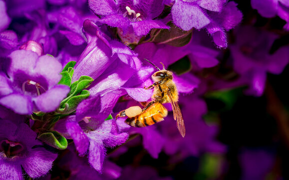 Western honey bees collect pollen from a Texas sage bush in spring near Phoenix Arizona