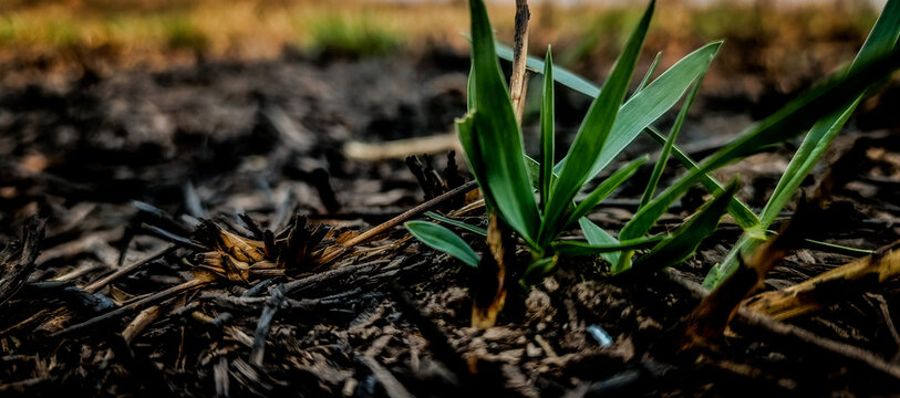 grass in the groun