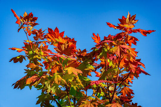 Maple leaves turn bright colors in autumn near Seattle Washington