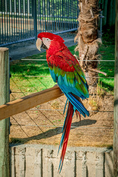 Brilliant colors of the Scarlet Macaw in a wildlife sanctuary near Phoenix Arizona