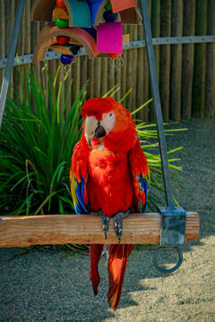 Brilliant colors of the Scarlet Macaw in a wildlife sanctuary near Phoenix Arizona