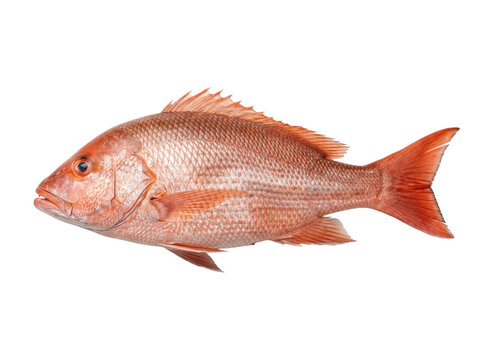 ikan kakap merah Red snapper fish isolated on transparent background (PNG cutout)  Whole red snapper isolated, seafood fish cutout on transparent background