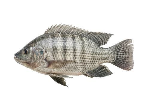 ikan nila Tilapia fish isolated on transparent background (PNG cutout)  Whole tilapia isolated, freshwater fish cutout on transparent background  
