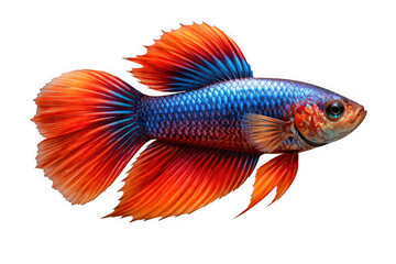 Fototapeta premium Colorful betta fish with flowing fins tropical underwater colorful isolated on transparent background