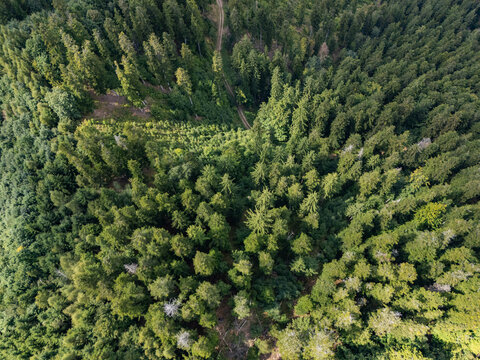 Aerial view of the dense evergreen forest with a winding dirt path through the lush green canopy in Stare Hory, Banska Bystrica Region, Slovakia.