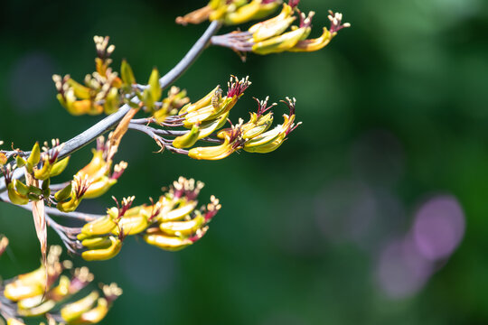 Close up of mountain flax (phormium colensoi) in bloom