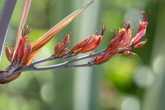 Close up of mountain flax (phormium colensoi) in bloom