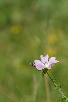 Close up of a Musk mallow (malva moschata) flower in bloom