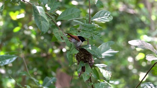 Seychelles Paradise Flycatcher Female (Terpsiphone corvina) Sitting on Nest in Tropical Forest, Veuve Nature Reserve, La Digue island