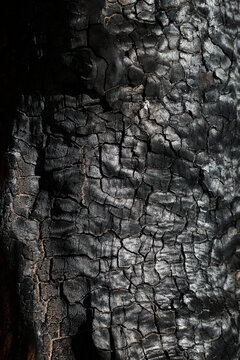 Charred wood texture background