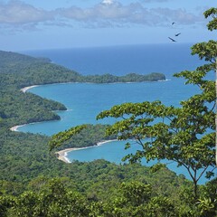 Obraz premium view of the sea, forest and beach