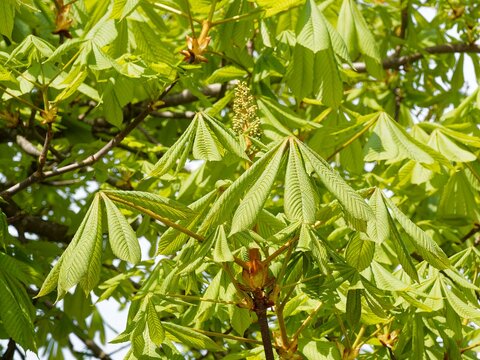(Aesculus hippocastanum) European horsechestnut, robust tree with spreading habit and large palmate leaves.Spring flowering in panicles of white or pink flowers, depending on the variety