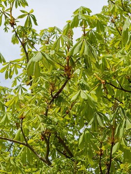 Horse-chestnut tree (Aesculus hippocastanum). Greyish-black branches and reddish-brown twigs with lenticels clothed with green leaves composed of palmately lobed, puckered and pointed leaflets 