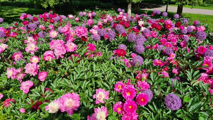 Fototapeta premium Beautiful multi-colored flowers in flowerbeds and along alleys in city park during summer season