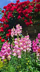 Obraz premium Beautiful multi-colored flowers in flowerbeds and along alleys in city park during summer season