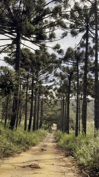 Luz atravessando as &aacute;rvores, vento leve e natureza em movimento. Um cen&aacute;rio que transmite paz, liberdade e conex&atilde;o com o essencial.