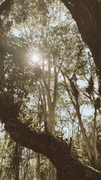 Luz atravessando as &aacute;rvores, vento leve e natureza em movimento. Um cen&aacute;rio que transmite paz, liberdade e conex&atilde;o com o essencial.