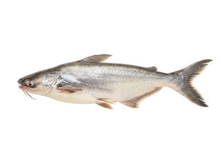 Obraz premium Pangasius catfish isolated on transparent background (PNG cutout), side view Whole pangasius (swai/basa) catfish isolated, seafood cutout on transparent background 