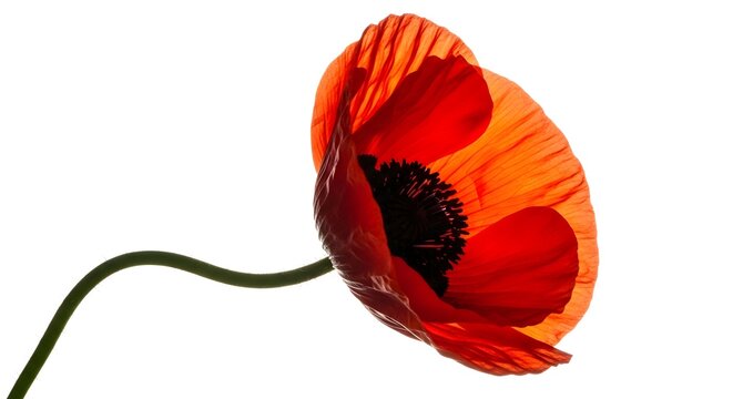 Vibrant red poppy flower in close up displaying delicate petals and stem