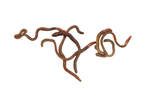 Brown worms twist across a clean white background