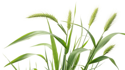 Fototapeta premium Green grass blades isolated on transparent background, fresh foliage