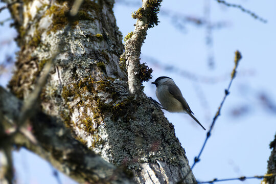Marsh tit (Poecile palustris) perched on a tree in Zurich, Switzerland