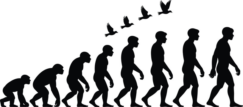 Human evolution, silhouette illustration, evolutionary stages, 