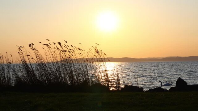 Swan gliding across the sunset‑lit waters of Lake Balaton as wind‑bent reeds sway in the foreground, capturing the calm evening atmosphere of the Hungarian landscape