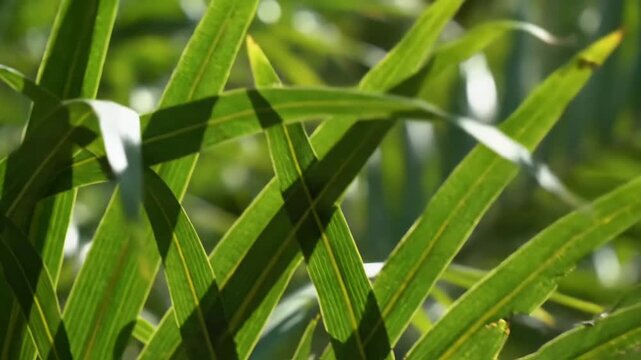 A close-up view of a palm tree branch bundle with tropical foliage leaves.