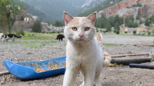 A cute cat with a cream-colored coat and white markings, standing in a mountainous area.