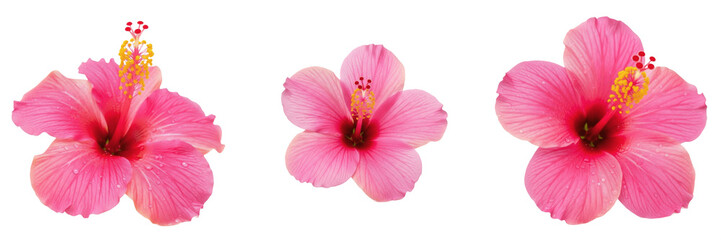 Set of Single Pink Hibiscus Flower Blossom Isolated on White Background, PNG © Bata