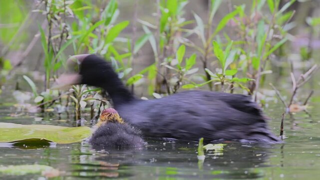 Those unique moments when a mother grebe tenderly feeds her chicks on the water&rsquo;s surface. A captivating glimpse of wildlife that reflects both the natural world and the instinct of parenthood along t
