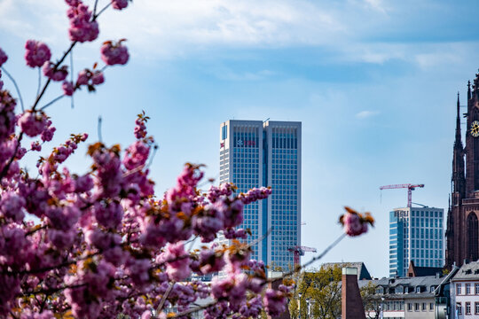 Pink cherry blossoms in bloom framing modern skyline, UBS bank office building, financial services, European banking, featuring skyscraper and Cathedral, Global leadership, FRANKFURT - April 12, 2026