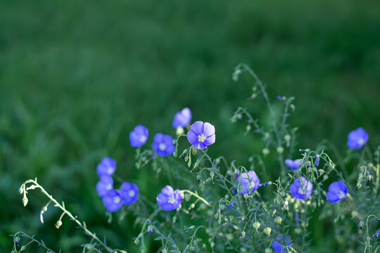 Wild Blue Flax Bathed In Drops Of Sunlight