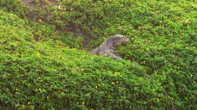 A giant monitor lizard eats its prey on the bank of a water canal near Bangkok.