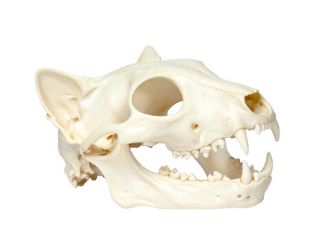 Skull of a small mammal with sharp incisors and prominent canine teeth, side profile study