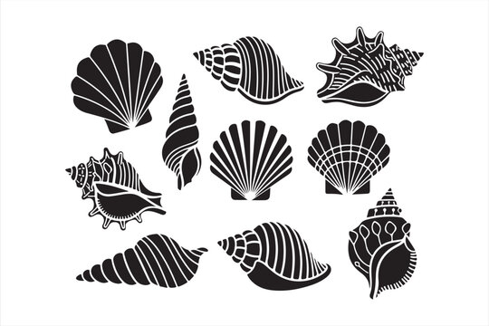 Black and white seashell collection a nautical illustration