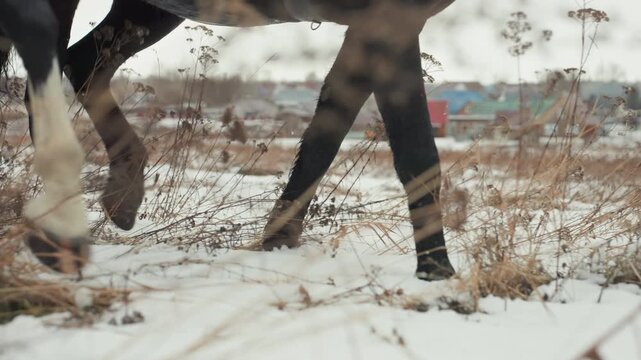 Closeup horse hooves walking through snow across frosty field, two horses moving in sync with visible stirrup and boot, dry grass stalks in foreground, blurred village horizon, textured hoof prints
