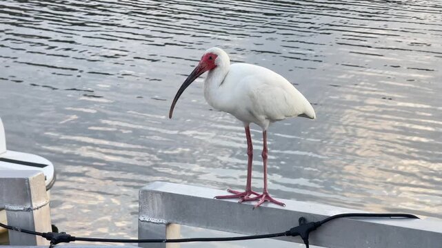 A white ibis stands on a metal dock railing above calm water. The wildlife scene shows a coastal bird in a peaceful outdoor environment.