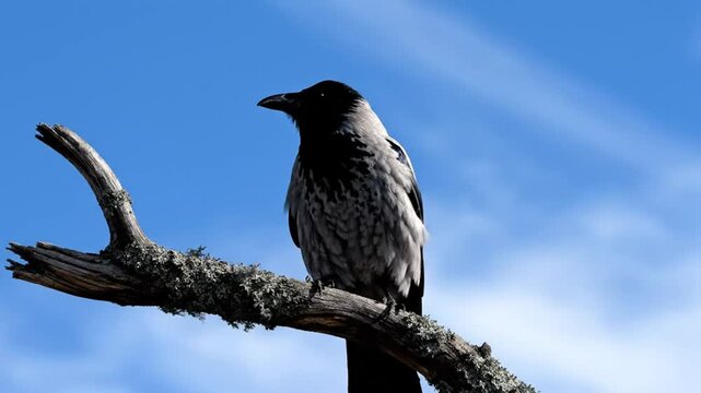 Hooded crow perched on a weathered branch against a bright blue sky, calling loudly, isolated wildlife scene
