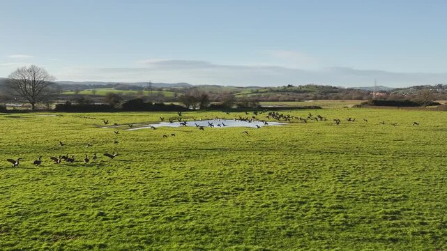 Brent Goose, Branta Bernicla, birds in flight over marshes in slowmotion from a drone, Exminster Marshes, Exeter, Devon, England