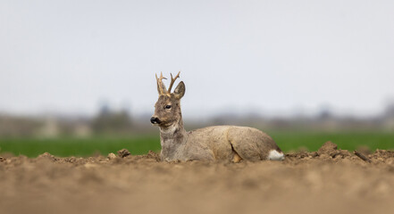 Roe Deer buck resting on field © Dusan