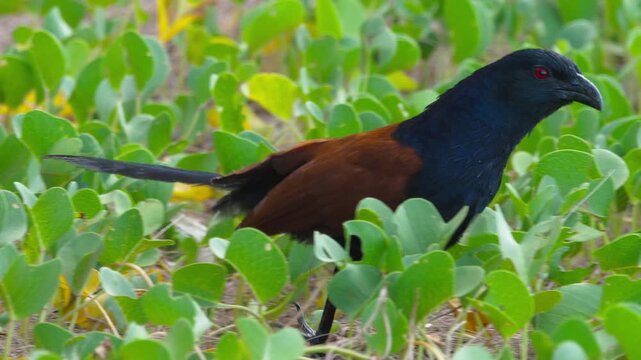A large coucal, known as the common spur-winged cuckoo, hunts for insects in the grass.
