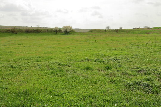 A grassy field with trees in the background