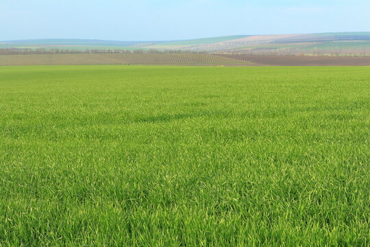 A grassy field with a hill in the background with Konza Prairie Natural Area in the background