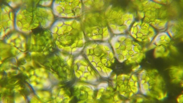 Chloroplast under microscope. Cell division. Cell Structure With Live Bacteria. Leaf Photosynthesis. Plant Cells Under Microscope. Virus Infection. Green Algae Cells Under Microscope. GMO. DNA.