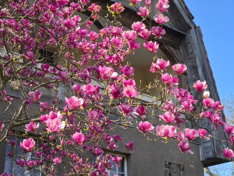 Kwitnąca magnolia pod domem wiosna