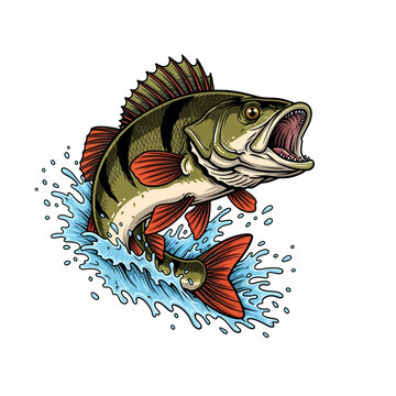 Jumping European perch fish illustration in a vintage engraved style