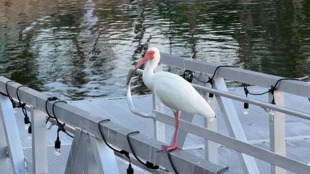 A white ibis stands on a marina walkway railing near calm water. The scene highlights coastal wildlife and human outdoor infrastructure.