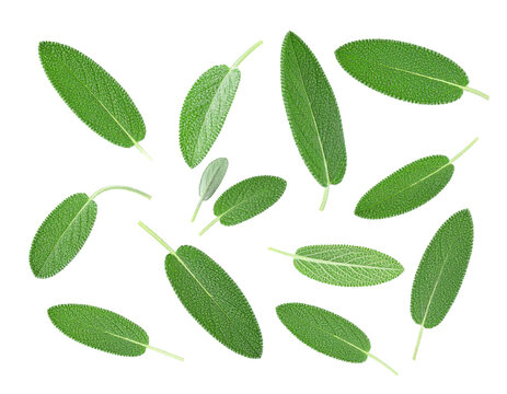 Falling fresh sage leaves isolated on transparent background
